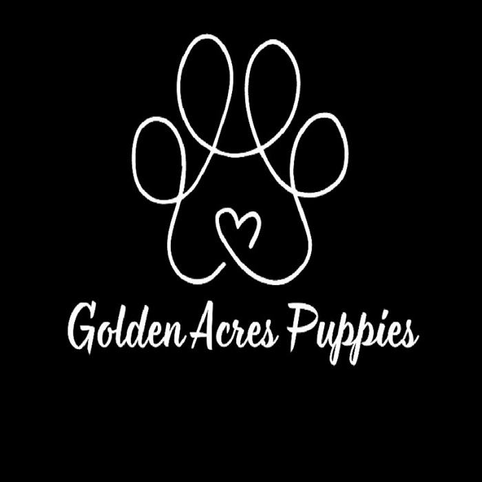 Golden Acres Puppies Accepting Reservations for Upcoming F1 Goldendoodle Litter